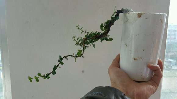 昨天绑了个福建茶小下山桩