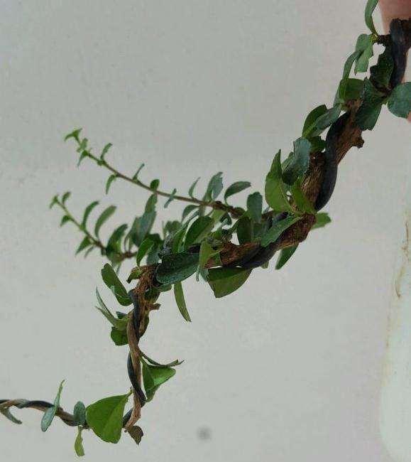 昨天绑了个福建茶小下山桩