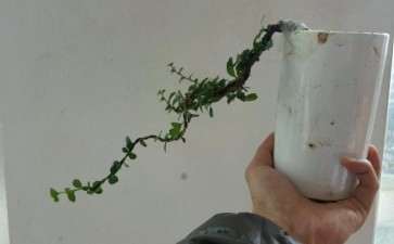 昨天绑了个小福建茶下山桩 可以吗 图片