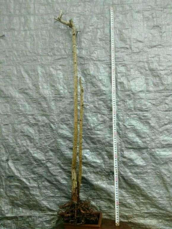 新入双杆福建茶下山桩1颗