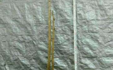 新入双杆福建茶下山桩1颗 可以吗 图片