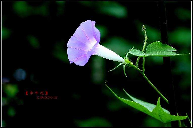 矮牵牛花发育相关基因