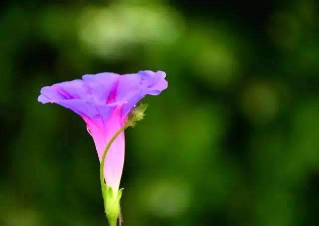矮牵牛花发育相关基因