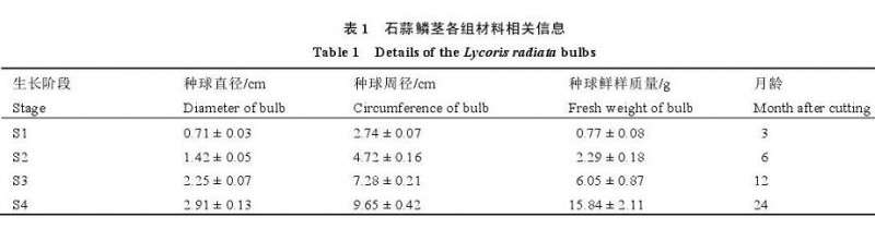上海市农业基地的石蒜试验