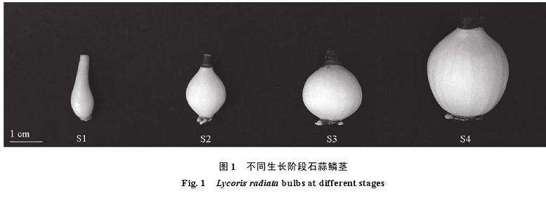 上海市农业基地的石蒜试验