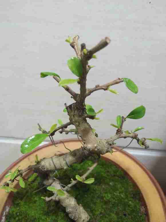 这是大叶福建茶下山桩吗