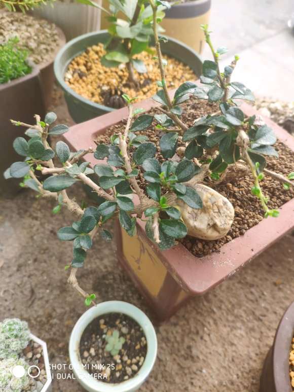 这是大叶福建茶下山桩吗