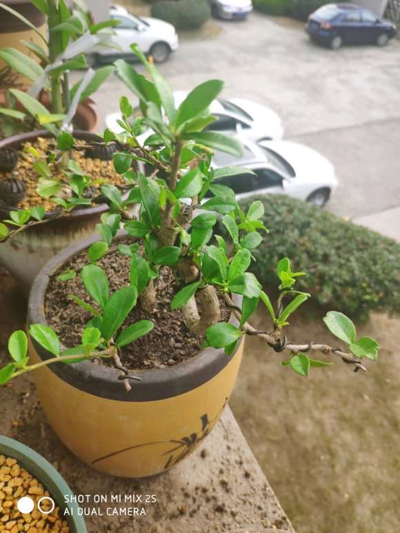 这是大叶福建茶下山桩吗