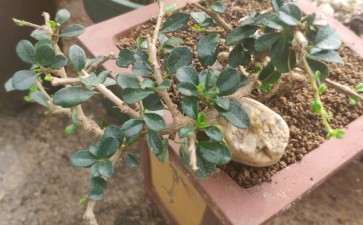 这是大叶福建茶下山桩吗 怎么区别 图片