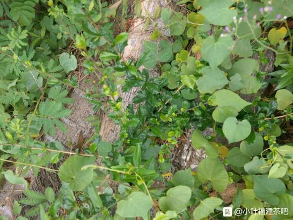 这个小叶福建茶下山桩也长果了