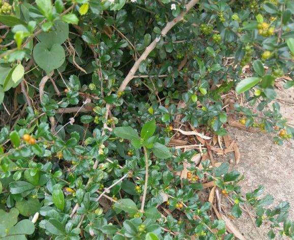 这个小叶福建茶下山桩也长果了