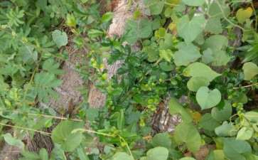 这个小叶福建茶下山桩也长果了 图片