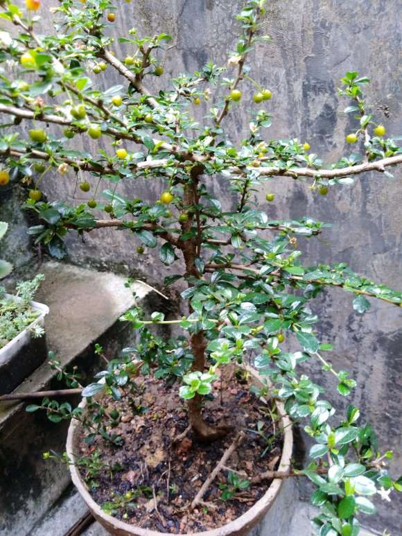 为什么小叶福建茶下山桩是小型盆景好素材