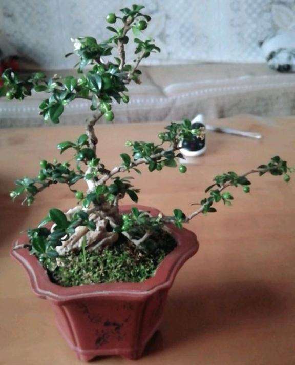 为什么小叶福建茶下山桩是小型盆景好素材