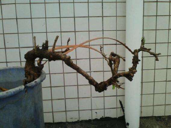 2棵悬崖福建茶下山桩