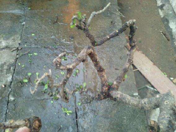 2棵悬崖福建茶下山桩