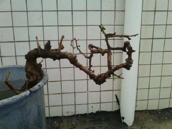 2棵悬崖福建茶下山桩