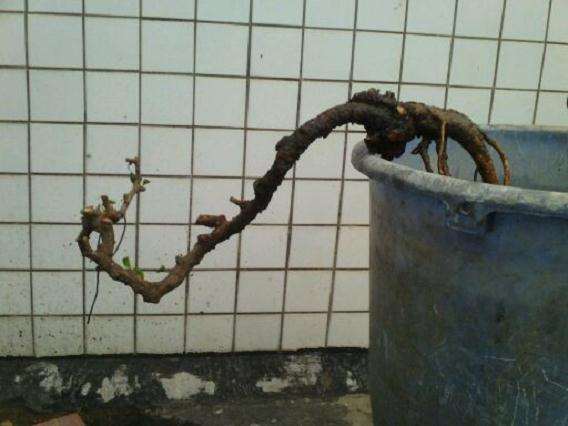 2棵悬崖福建茶下山桩