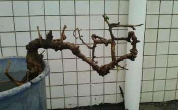 2棵悬崖福建茶下山桩 求截求p图