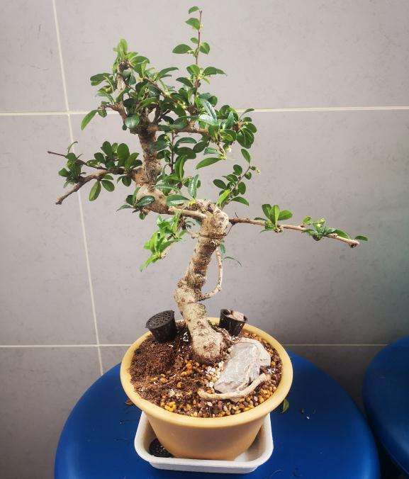 听说这是福建茶下山桩