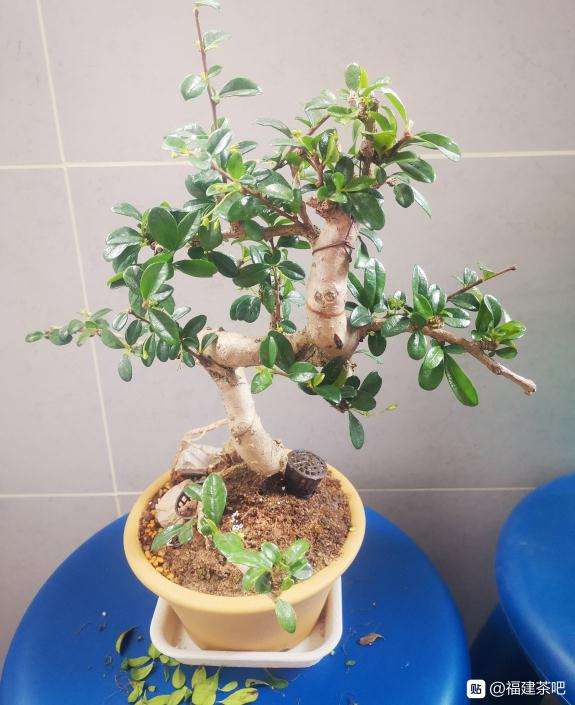 听说这是福建茶下山桩