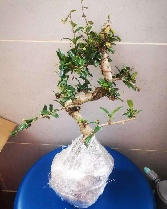 听说这是福建茶下山桩