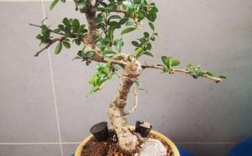 听说这是福建茶下山桩 才结果 图片