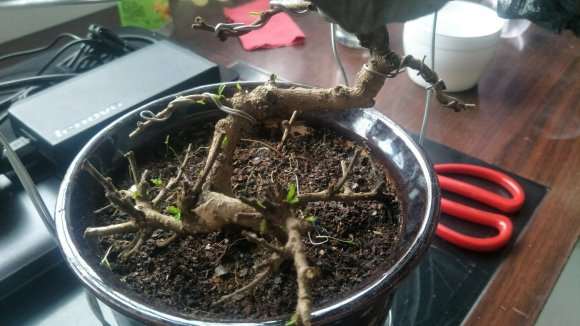 为什么死了的福建茶下山桩有活过来了