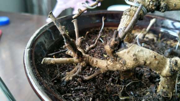 为什么死了的福建茶下山桩有活过来了