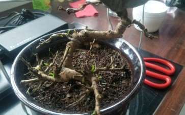 为什么死了的福建茶下山桩有活过来了