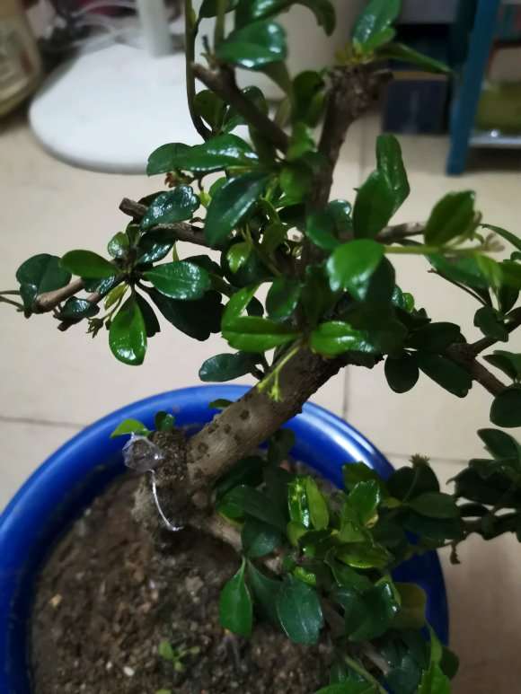 中叶和小叶福建茶下山桩