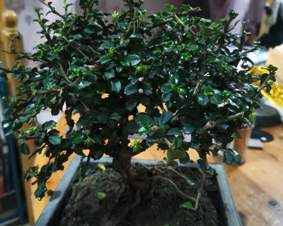 中叶和小叶福建茶下山桩