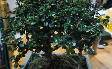 中叶和小叶福建茶下山桩 怎么区别