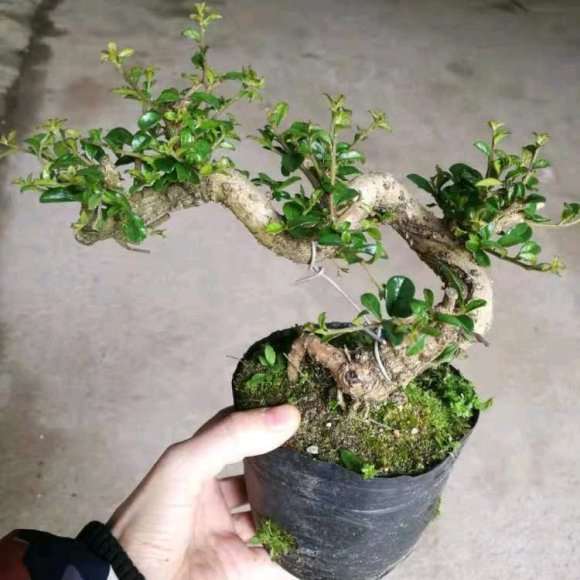 这两种是小叶福建茶下山桩吗