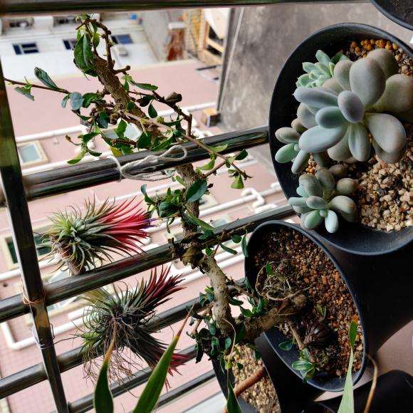 这两种是小叶福建茶下山桩吗