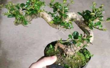 这两种是小叶福建茶下山桩吗 图片