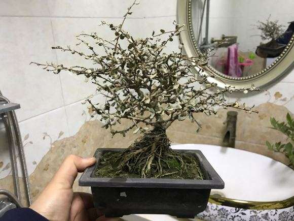 这盆福建茶下山桩是不是死掉