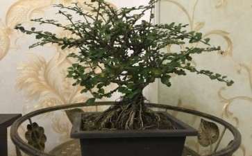 这盆福建茶下山桩是不是死掉了 图片