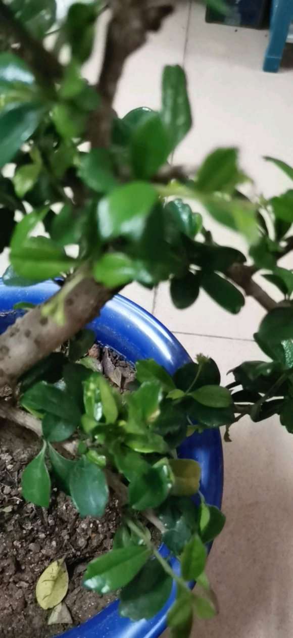 刚买了一颗福建茶下山桩 是不是小叶