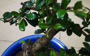 刚买了一颗福建茶下山桩 是不是小叶 图片