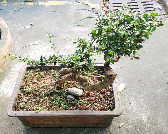 这个福建茶下山桩能结果吗 图片