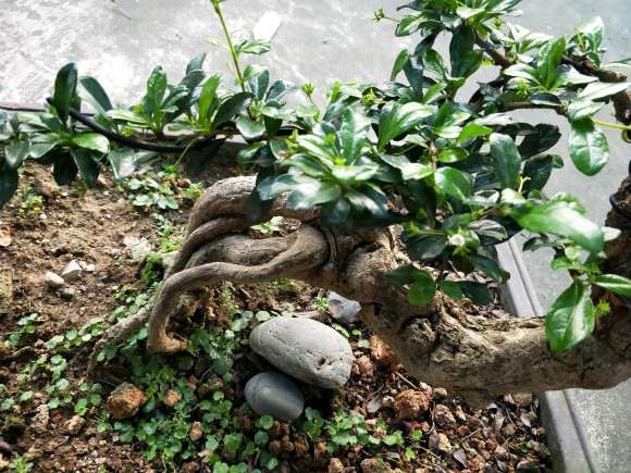 这个福建茶下山桩能结果吗 图片