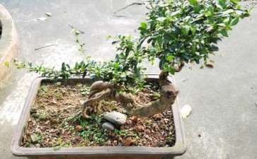 这个福建茶下山桩能结果吗 图片