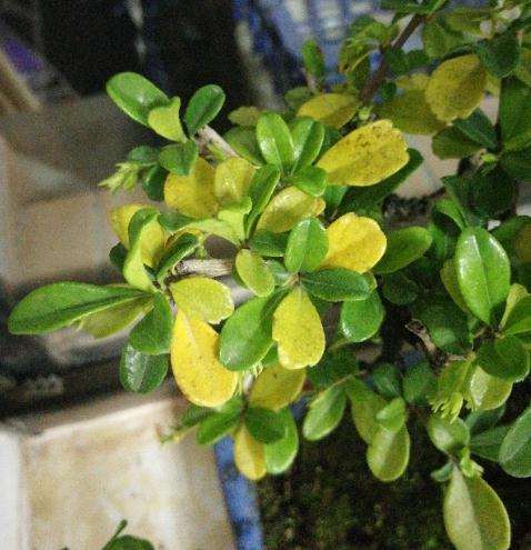 福建茶下山桩买回来5天了 出现黄叶