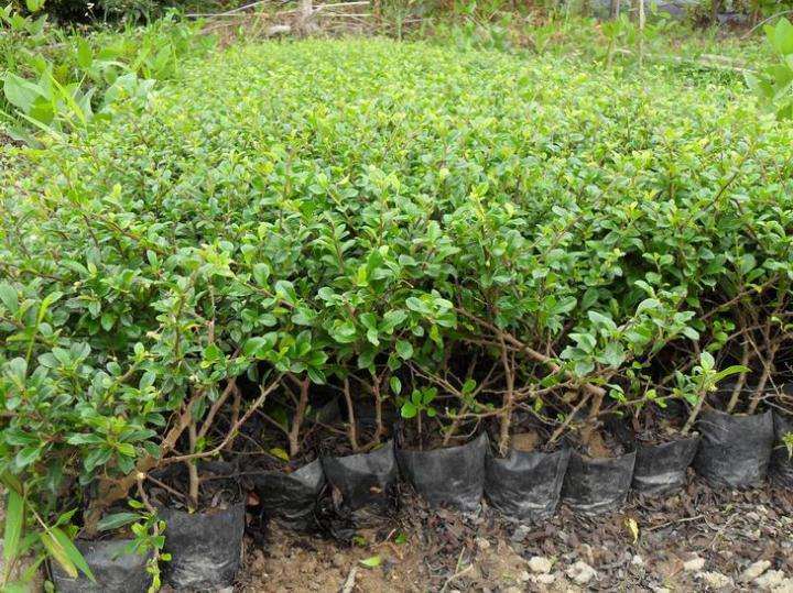 福建茶下山桩可以用水扦插吗