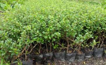 福建茶下山桩可以用水扦插吗