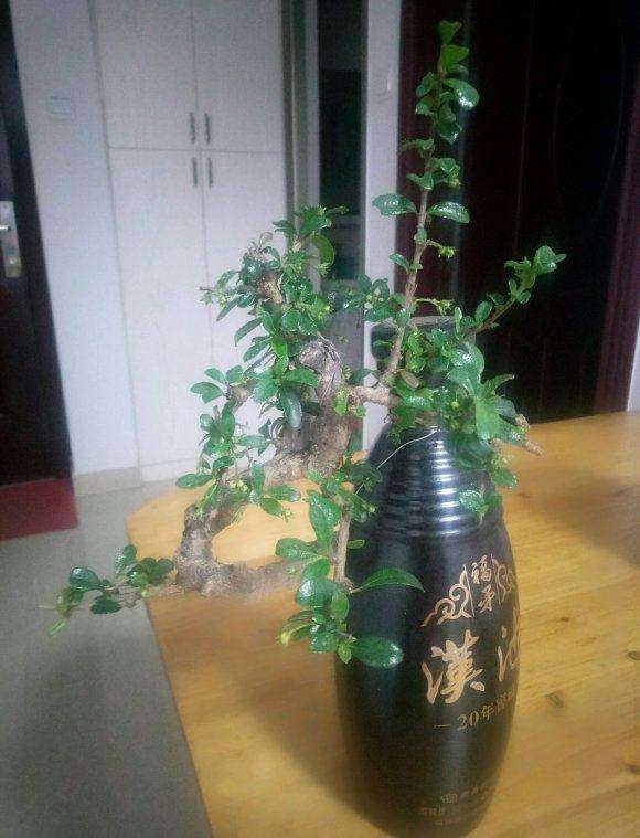 福建茶下山桩长虫了 要怎么处理