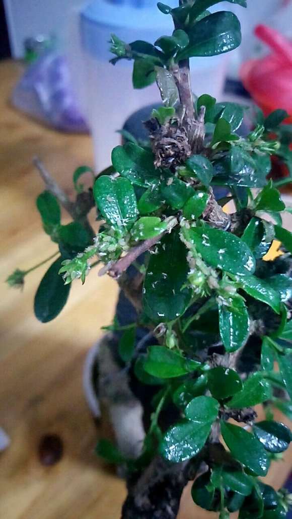 福建茶下山桩长虫了 要怎么处理