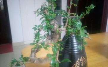 福建茶下山桩长虫了 要怎么处理 图片