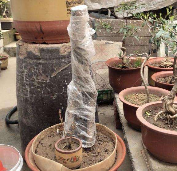 流苏下山桩 纯沙种上 可以吗 图片